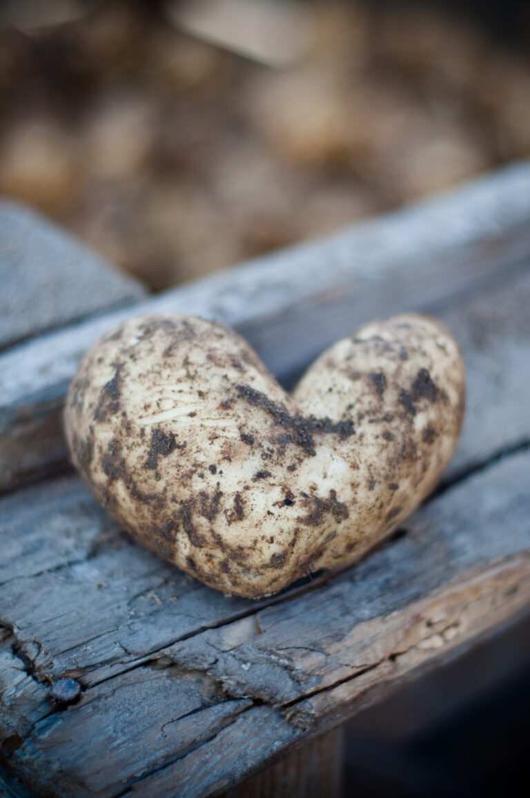 Potatis format som ett hjärta ligger på en träbänk.